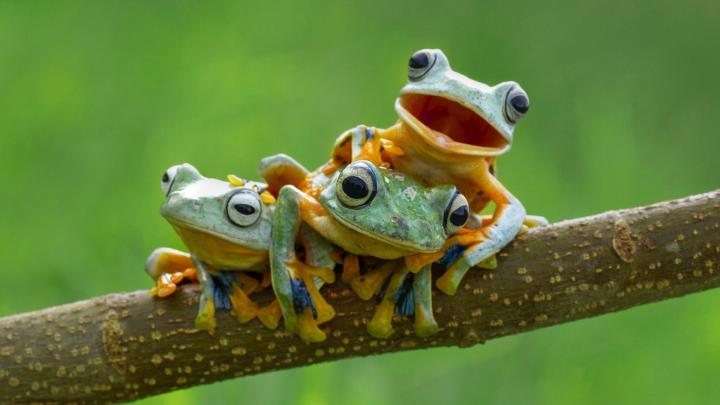 Frog Wallpaper (74+ pictures)