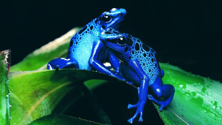 Frog Wallpaper \u00b7\u2460 
