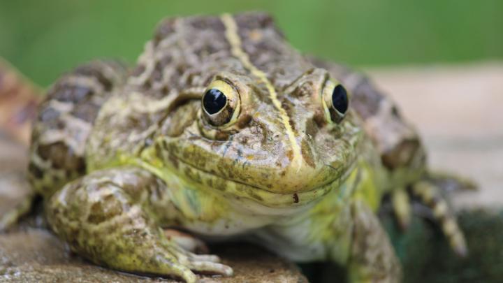 Download Wallpaper Green frog (1920x1080). The Wallpapers, photos