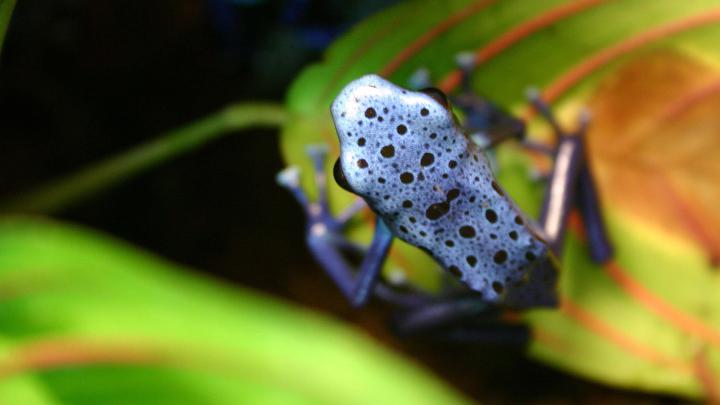 [49+] HD Frog Wallpaper 