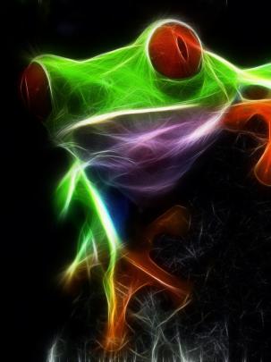 Free download Frog 2 Wallpaper 1920x1080 Frog 2 [1920x1080] for your 