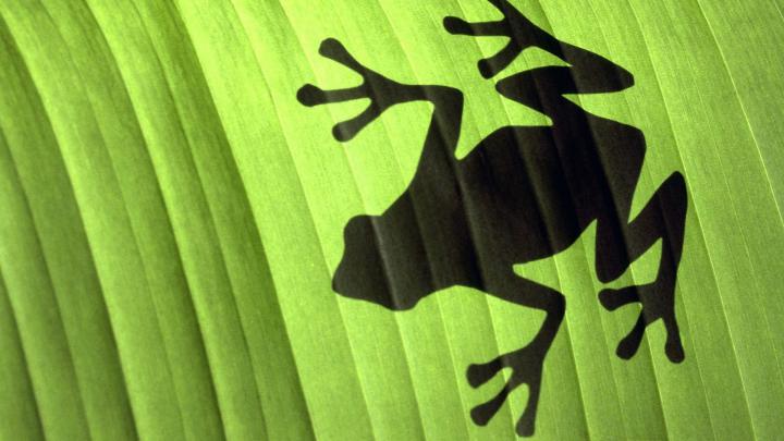 Frog Wallpaper 1920x1080 HD #10406 Wallpaper | WallDiskPaper