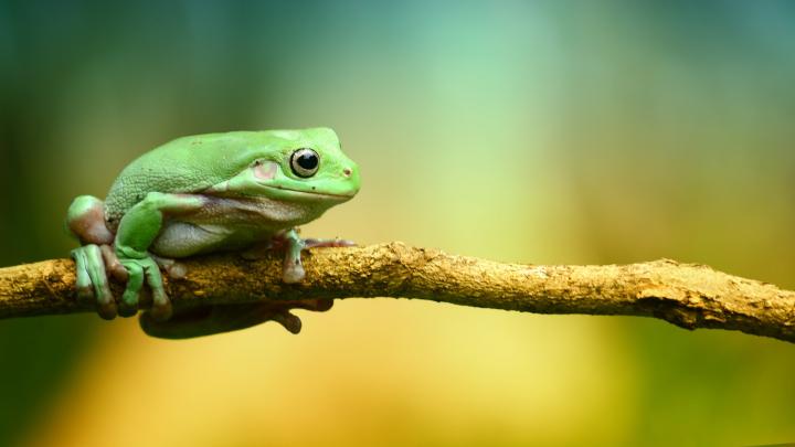 Frog Wallpaper \u00b7\u2460 