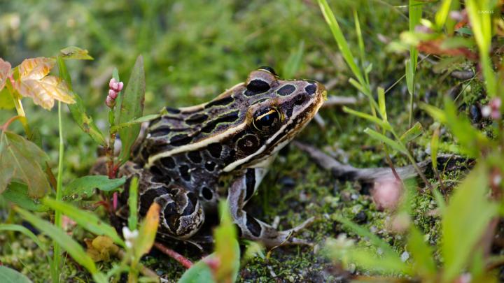 Frog [4] wallpaper - Animal wallpapers - #24448