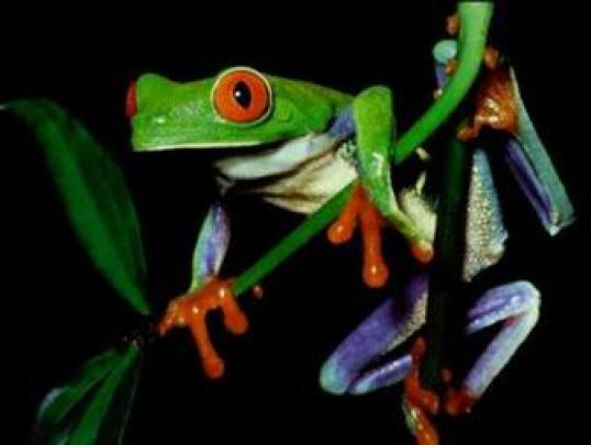 Free download Frog 2 Wallpaper 1920x1080 Frog 2 [1920x1080] for your 