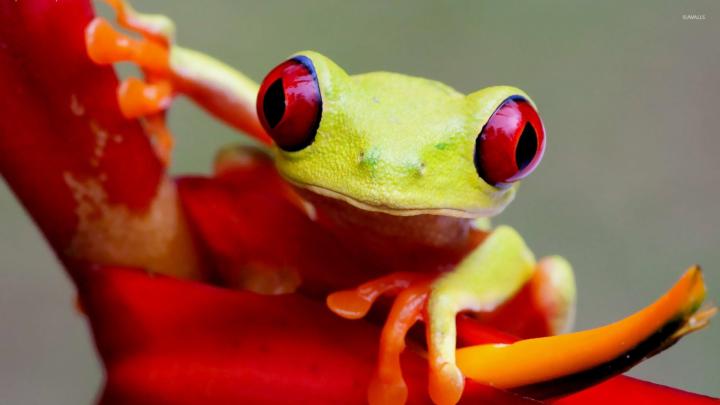 Tree Frog Wallpaper (64+ images)