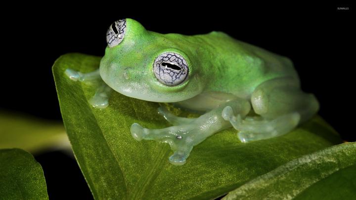 Kermit the Frog Wallpaper (53+ images)