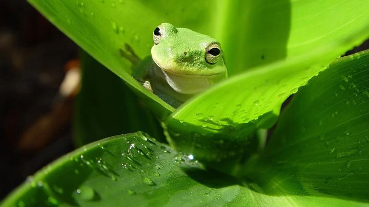 [48+] Frog Wallpaper for Walls 