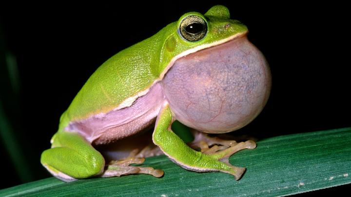 Frog HD Wallpaper | Background Image | 1920x1080 | 173849 