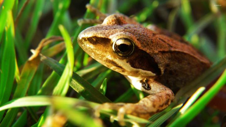 Frog [6] wallpaper - Animal wallpapers - #25671