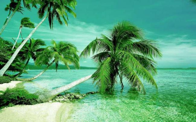 1080p Images: Mobile Wallpaper Hd 1080p Nature Green