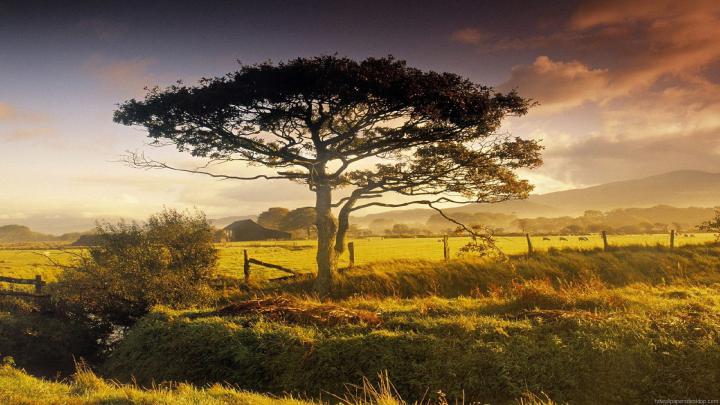 3D 1920x1080 HD Nature Wallpapers -
