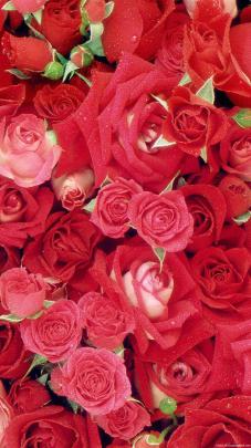 Hd Flower Wallpapers For Mobile 1920X1080 - Free Download Most 