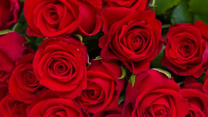 Hd Flower Wallpapers For Mobile 1920X1080 - Free Download Most 