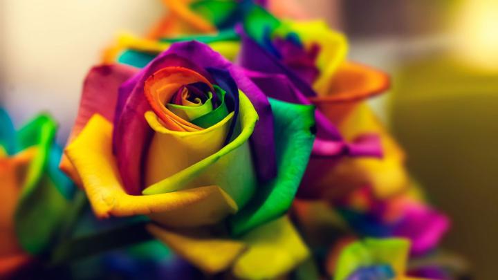 Hd Flower Wallpapers For Mobile 1920X1080 - Free Download Most 