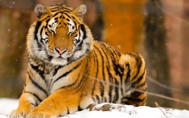 Wild Animals Wallpaper,animal Hd Wallpaper,1920x1080 - Peaceful Tiger 