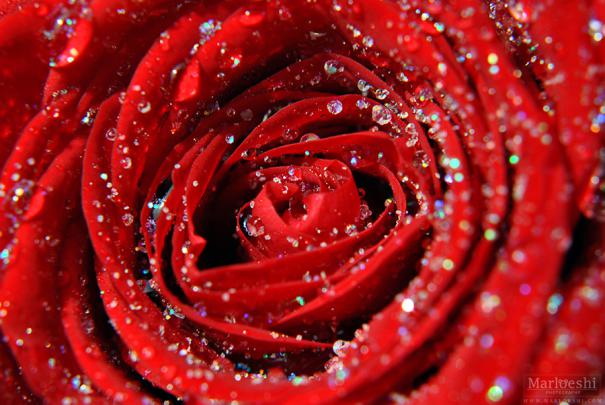 Hd Flower Wallpapers For Mobile 1920X1080 - Free Download Most 