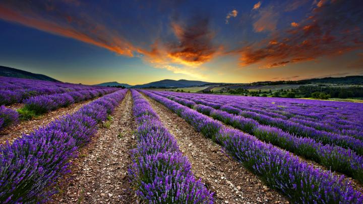 1920x1080, Lavender Fields - Lavender Fields Wallpaper Hd - 1920x1080 