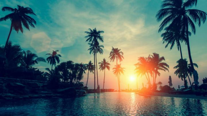1920x1080, Palm Tree Wallpapers - Palm Trees Background Hd - 1920x1080 