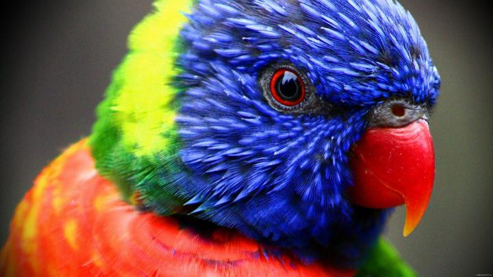 Free download HD wallpapers Desktop Photo High Definition Wallpapers 64 