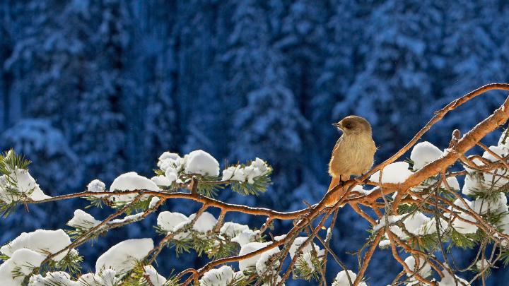 Free download Incredible Nature Full HDTV Wallpapers 1920x1080 41 