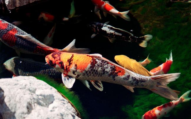 Koi Fish Wallpapers