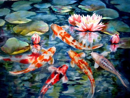 Koi Fish Wallpapers