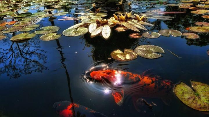 Koi Fish Wallpapers