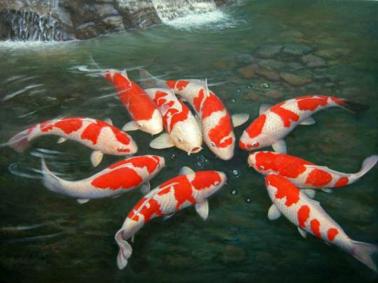 Koi Fish Backgrounds