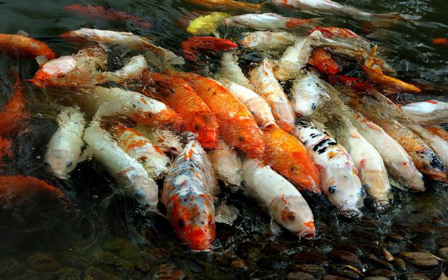 Koi Fish Wallpapers \u00b7\u2460 