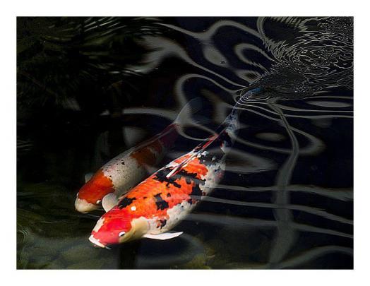 Koi Fish Wallpapers