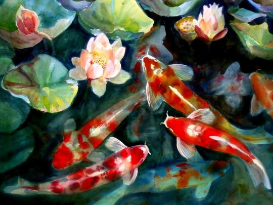 Koi Fish Backgrounds