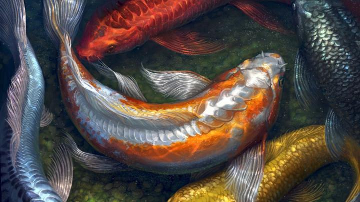 Yin Yang Koi Fish Wallpapers - Top Free Yin Yang Koi Fish Backgrounds 