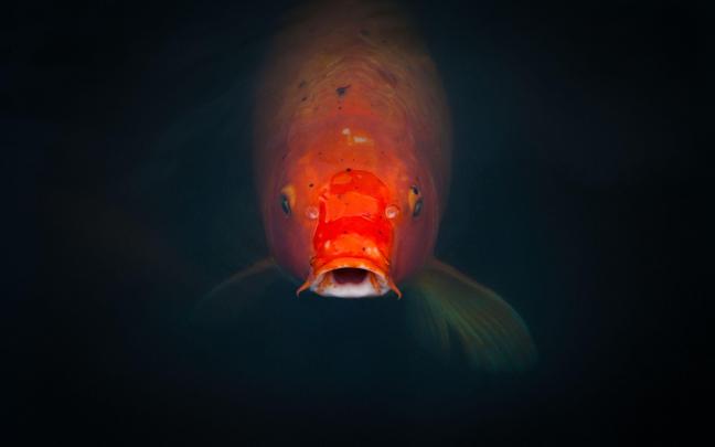 Koi Fish Backgrounds