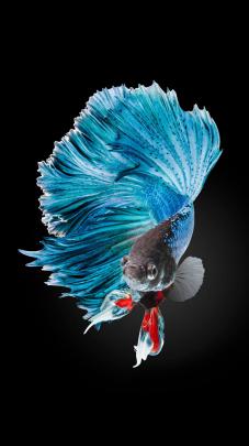 Koi Fish Wallpaper (59+ images)