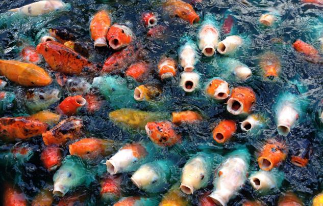 animals, Carp, Fish, Koi Wallpapers HD \/ Desktop and Mobile Backgrounds