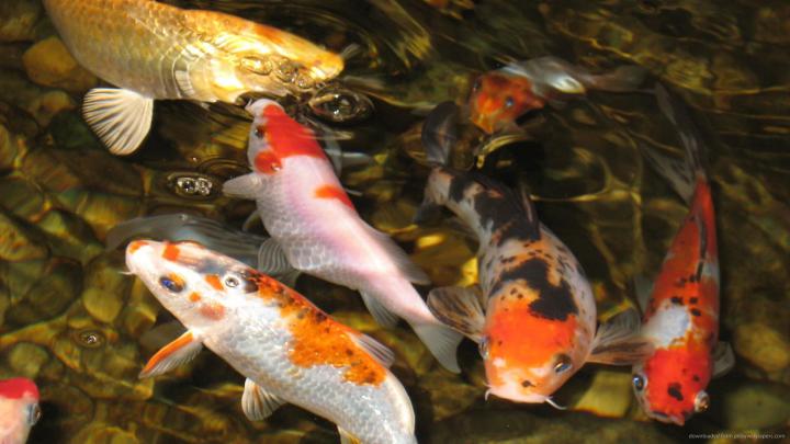 Koi Fish Wallpaper (59+ images)