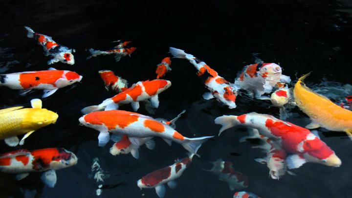 Koi Pond Wallpaper (56+ images)
