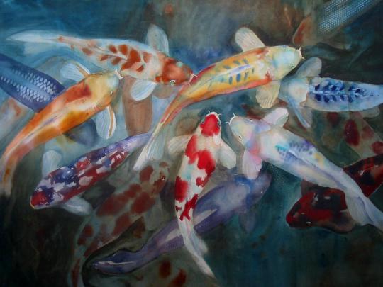 Koi Fish Backgrounds