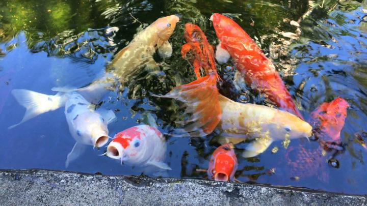 Koi Fish Background \u00b7\u2460 