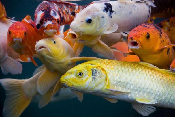 Koi Fish Wallpapers