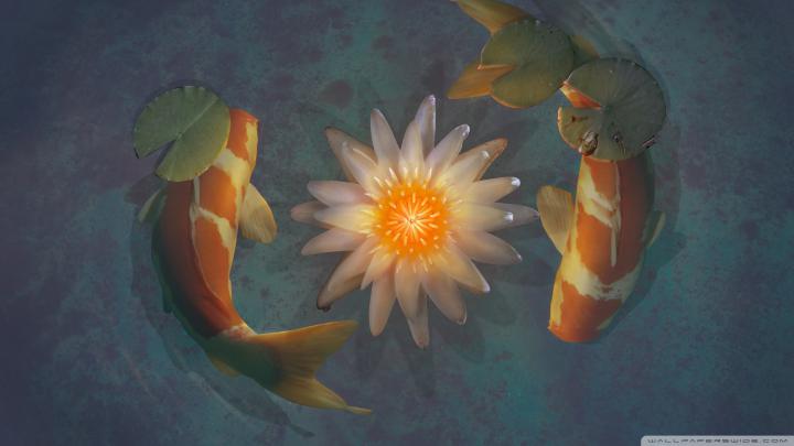 Wallpaper Koi Fish (70+ images)