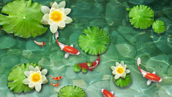 Green Koi Fish Wallpapers - Top Free Green Koi Fish Backgrounds 