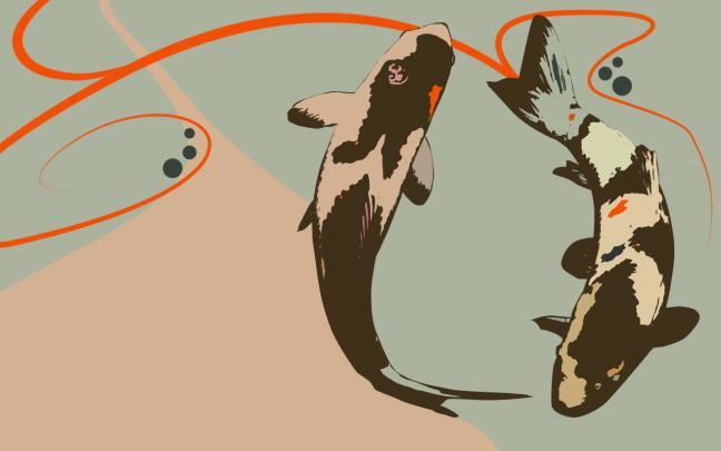 koi fish - HD Desktop Wallpapers