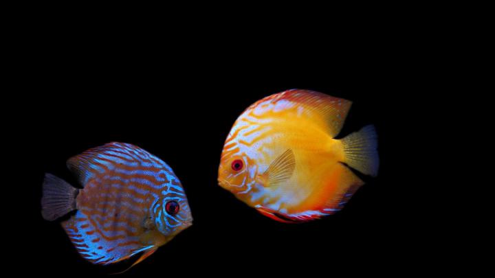 HD Koi Fish Wallpaper (54+ images)
