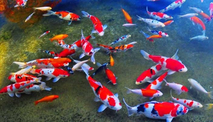 47 Wallpaper 3d Ikan Koi Keren Blog Teraktual - Japanese Koi Fish 