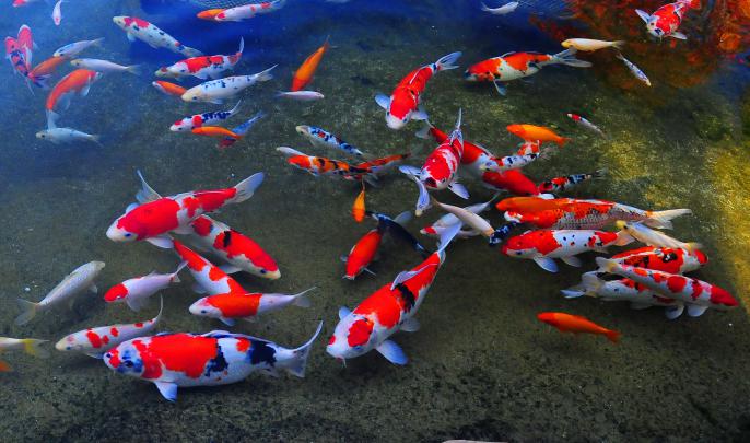 Koi Fish Wallpapers \u00b7\u2460 