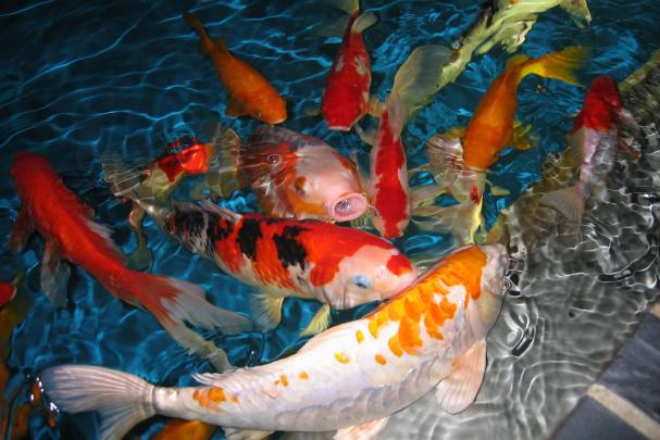 Koi Fish Background \u00b7\u2460 