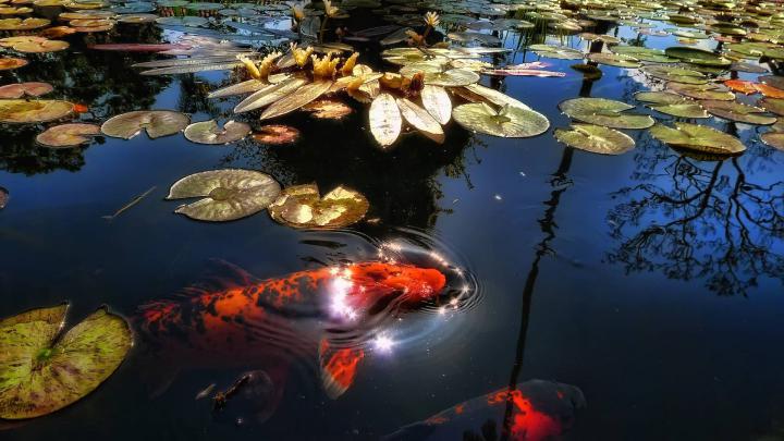 Koi Fish Wallpapers