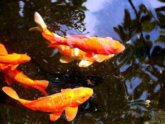 Koi Backgrounds